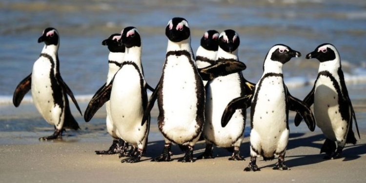 Pinguins ameaçados de extinção são mortos por enxame de abelhas