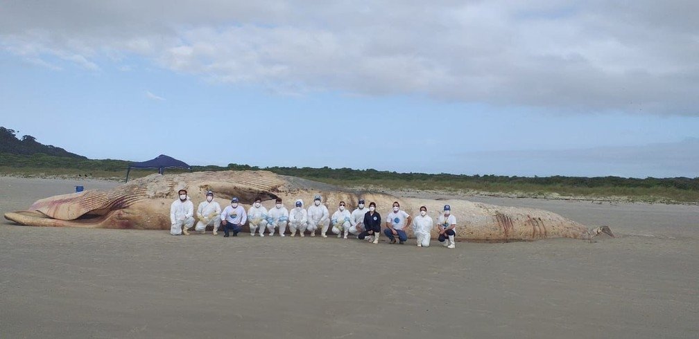 Baleia-fin de quase 20 metros é encontrada encalhada no litoral do Paraná