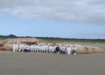 Baleia-fin de quase 20 metros é encontrada encalhada no litoral do Paraná