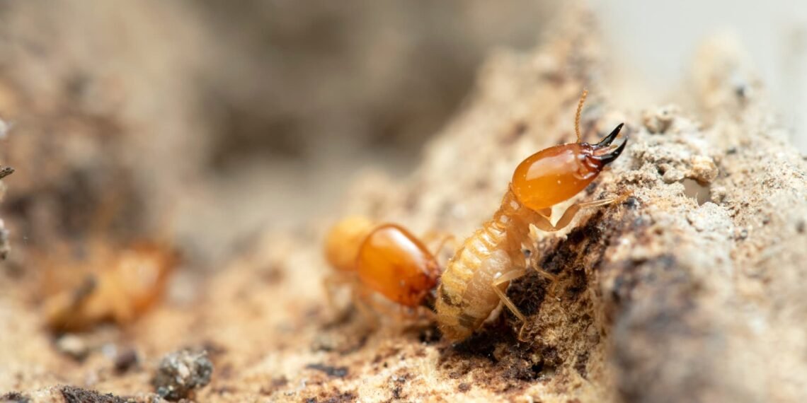 Dedetização de pragas urbanas