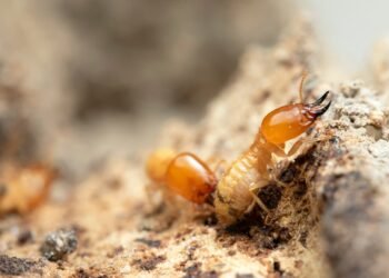 Dedetização de pragas urbanas