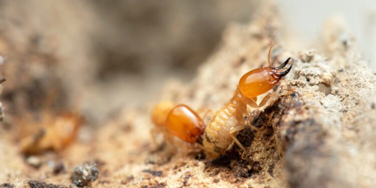 Dedetização de pragas urbanas