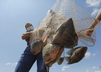 Lago de Itaipu: Acordo Brasil-Paraguai libera produção de tilápias e promete revolucionar piscicultura na América do Sul
