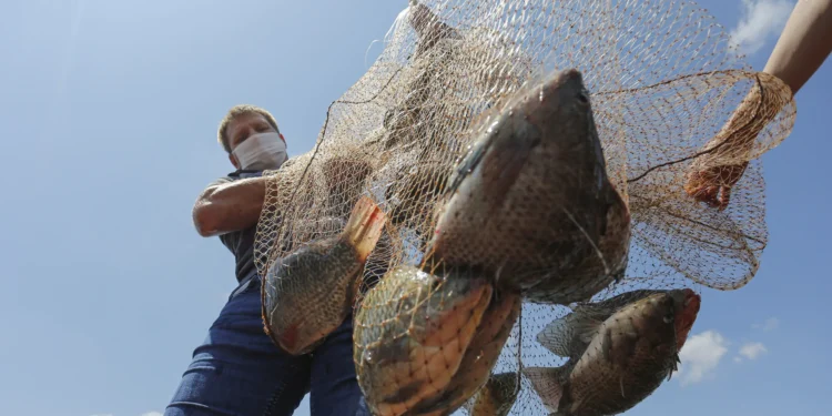 Lago de Itaipu: Acordo Brasil-Paraguai libera produção de tilápias e promete revolucionar piscicultura na América do Sul