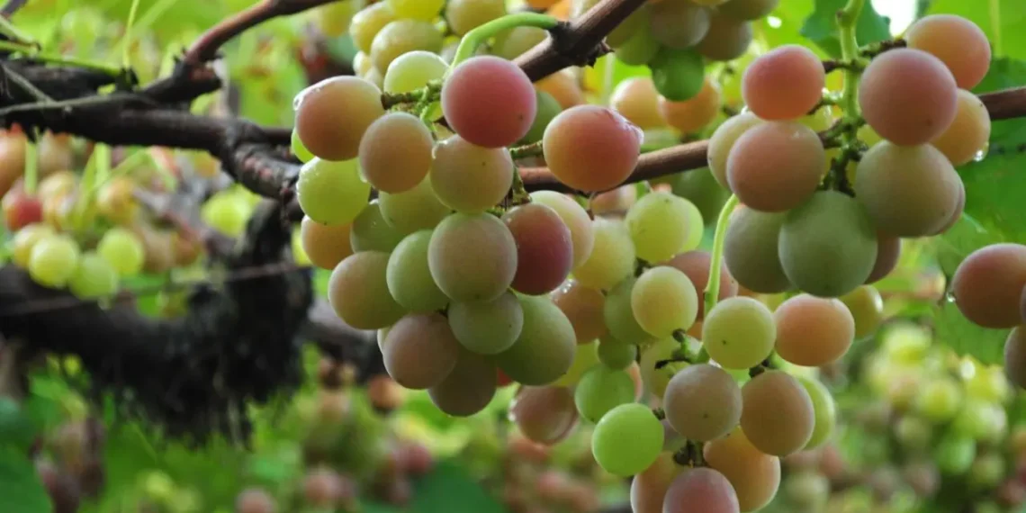 Sul de SC: A Região Única do Mundo que Cultiva e Vinifica a Rara Uva Goethe, Criando Vinhos com Identidade Própria