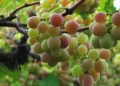 Sul de SC: A Região Única do Mundo que Cultiva e Vinifica a Rara Uva Goethe, Criando Vinhos com Identidade Própria