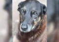 Caso Orelha: Morte Violenta de Cão em Florianópolis Gera Revolta Nacional e Apoio Internacional