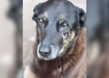 Caso Orelha: Morte Violenta de Cão em Florianópolis Gera Revolta Nacional e Apoio Internacional