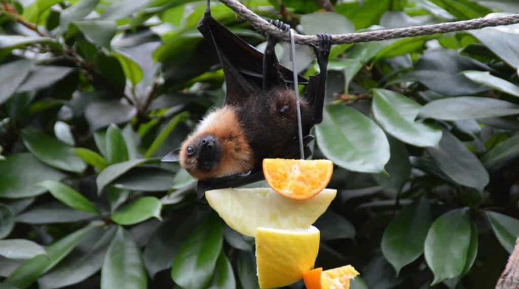 Vírus Nipah: O que é, Sintomas, Formas de Contágio e o Risco de Chegada ao Brasil
