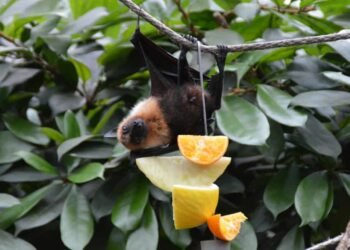 Vírus Nipah: O que é, Sintomas, Formas de Contágio e o Risco de Chegada ao Brasil