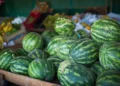 Melancia Goiana Conquista a Europa: Do Campo à Exportação Recorde, Fruta Vira Motor Econômico no Brasil