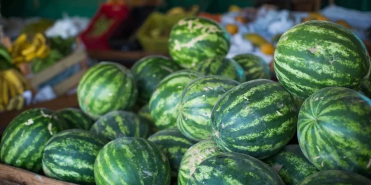 Melancia Goiana Conquista a Europa: Do Campo à Exportação Recorde, Fruta Vira Motor Econômico no Brasil