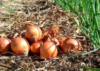 Safra Recorde de Cebola em SC: Produtores Enfrentam Crise com Preços Baixos e Dívidas Crescentes