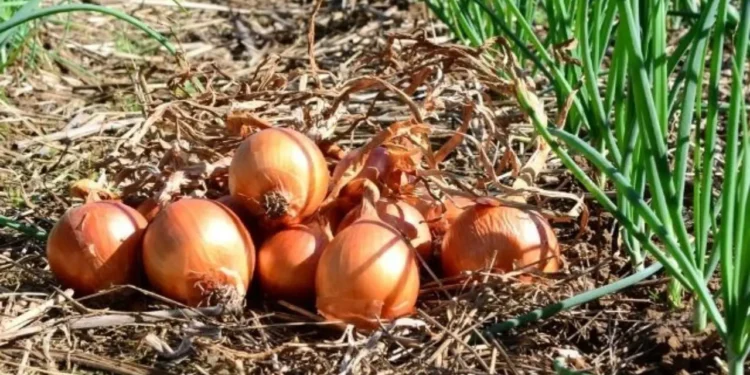 Safra Recorde de Cebola em SC: Produtores Enfrentam Crise com Preços Baixos e Dívidas Crescentes