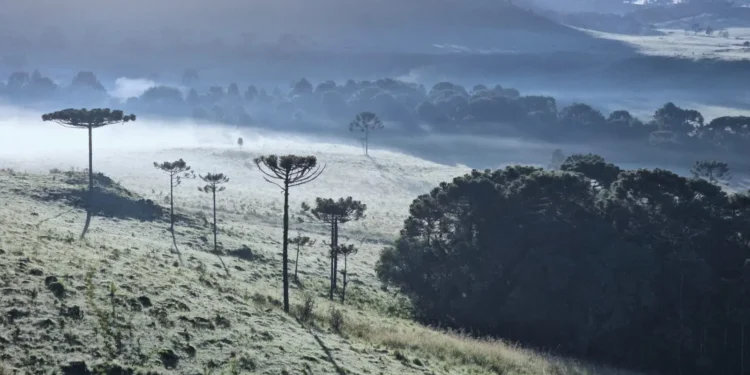 Geada em Pleno Verão no Brasil: São Joaquim (SC) Contracena com Calor e Atrai Turistas em Busca de Clima Ameno e Negócios Lucrativos