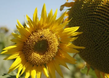 Goiás Lidera Produção Nacional de Girassol: Tecnologia e Adaptação do Cerrado Impulsionam o Sucesso da Oleaginosa