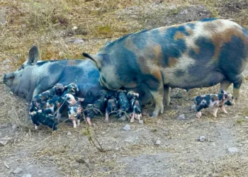 Caruncho Três Cores: A Joia Rara da Suinocultura Brasileira Que Resgata a Tradição e o Sabor Autêntico da Banha