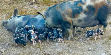 Caruncho Três Cores: A Joia Rara da Suinocultura Brasileira Que Resgata a Tradição e o Sabor Autêntico da Banha