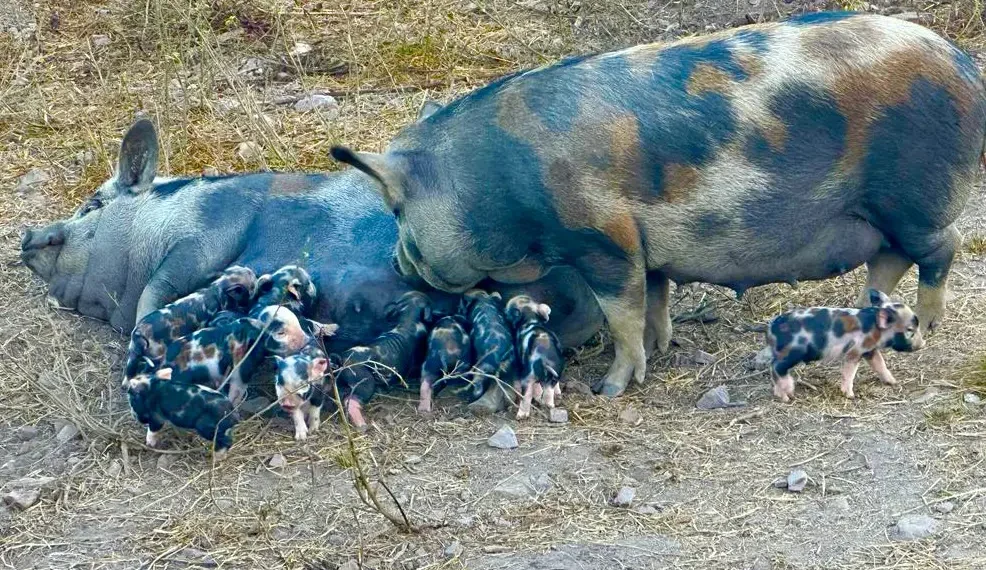 Caruncho Três Cores: A Joia Rara da Suinocultura Brasileira Que Resgata a Tradição e o Sabor Autêntico da Banha