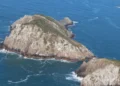 Ilha Brasileira Abriga Mamífero Mais Raro do Mundo: Conheça o Preá-de-Moleques-do-Sul e Sua Luta Pela Sobrevivência