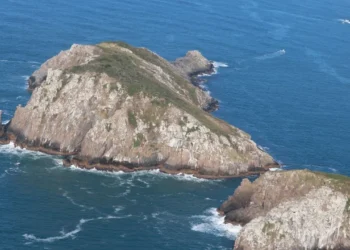 Ilha Brasileira Abriga Mamífero Mais Raro do Mundo: Conheça o Preá-de-Moleques-do-Sul e Sua Luta Pela Sobrevivência