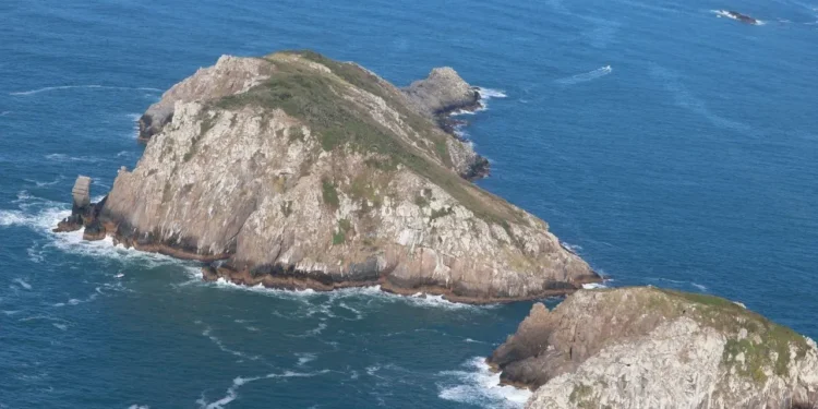 Ilha Brasileira Abriga Mamífero Mais Raro do Mundo: Conheça o Preá-de-Moleques-do-Sul e Sua Luta Pela Sobrevivência