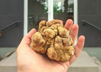 Maior Trufa do Brasil é Descoberta no RS e Vale R$ 10 Mil o Quilo: Um Tesouro Gastronômico Raro para Chefs