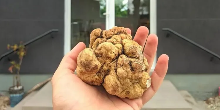 Maior Trufa do Brasil é Descoberta no RS e Vale R$ 10 Mil o Quilo: Um Tesouro Gastronômico Raro para Chefs