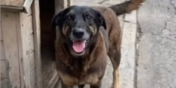 Justiça por Orelha: Manifestações tomam Capitais Brasileiras após brutal agressão a cão comunitário