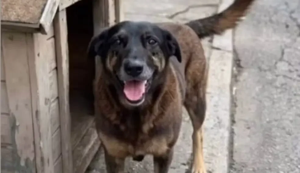 Justiça por Orelha: Manifestações tomam Capitais Brasileiras após brutal agressão a cão comunitário