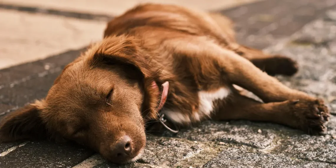 Santa Catarina Protege Cães Comunitários: Nova Lei Define Responsabilidades e Endurece Punições Contra Maus-Tratos