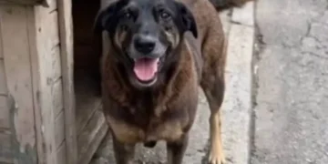 Polícia pede internação de adolescente e indiciamento de adultos em caso de crueldade com cães em Florianópolis