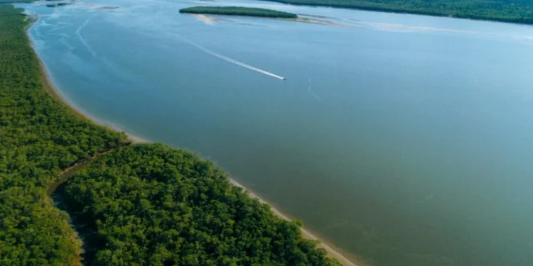Pantanal do Sul: O Rio Palmital em Garuva que Encanta Turistas com Manguezais e Pesca de Robalo