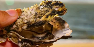 Ostras Verdes em SC: Crise Climática Transforma Perdas em Oportunidade de Mercado e Inovação na Maricultura