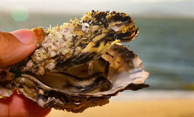 Ostras Verdes em SC: Crise Climática Transforma Perdas em Oportunidade de Mercado e Inovação na Maricultura