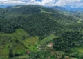 Santa Catarina Paga Produtores para Preservar Matas Nativas: Veja Como Receber Dinheiro e Proteger Florestas