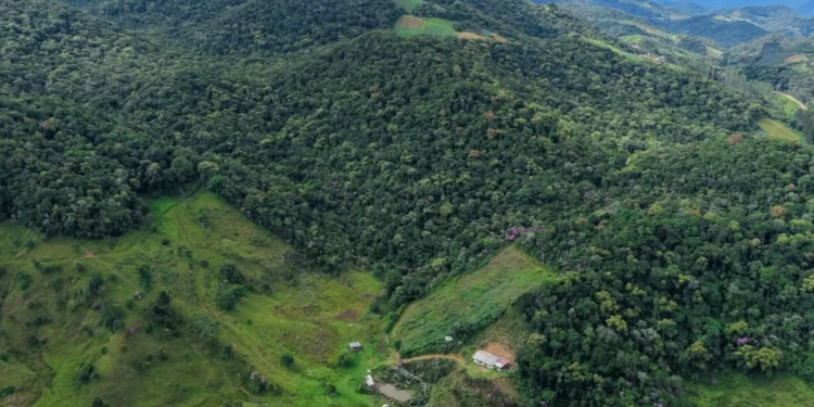 Santa Catarina Paga Produtores para Preservar Matas Nativas: Veja Como Receber Dinheiro e Proteger Florestas