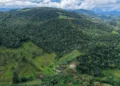 Santa Catarina Paga R$ 70 Milhões por Hectare Preservado: Produtores Rurais Viram Floresta Virar Dinheiro em Programa Inovador