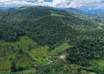 Santa Catarina Paga R$ 70 Milhões por Hectare Preservado: Produtores Rurais Viram Floresta Virar Dinheiro em Programa Inovador