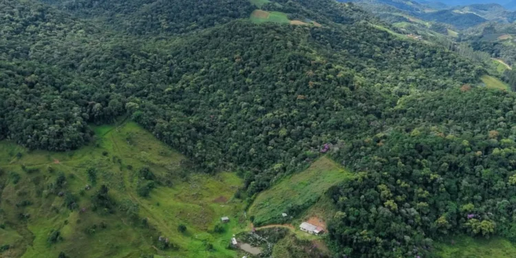 Santa Catarina Paga R$ 70 Milhões por Hectare Preservado: Produtores Rurais Viram Floresta Virar Dinheiro em Programa Inovador