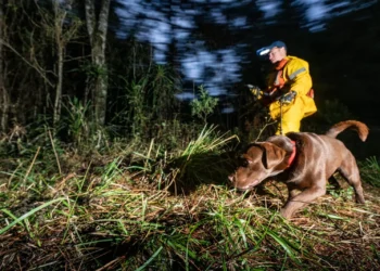 Heróis de Quatro Patas: Cães que Salvam Vidas no Brasil Se Aposentam Após Missões Incríveis