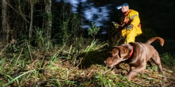 Heróis de Quatro Patas: Cães que Salvam Vidas no Brasil Se Aposentam Após Missões Incríveis