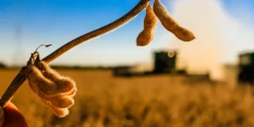 SC Inova: Estado Calcula Pela Primeira Vez o Peso Real do Agronegócio no PIB com Metodologia Atualizada