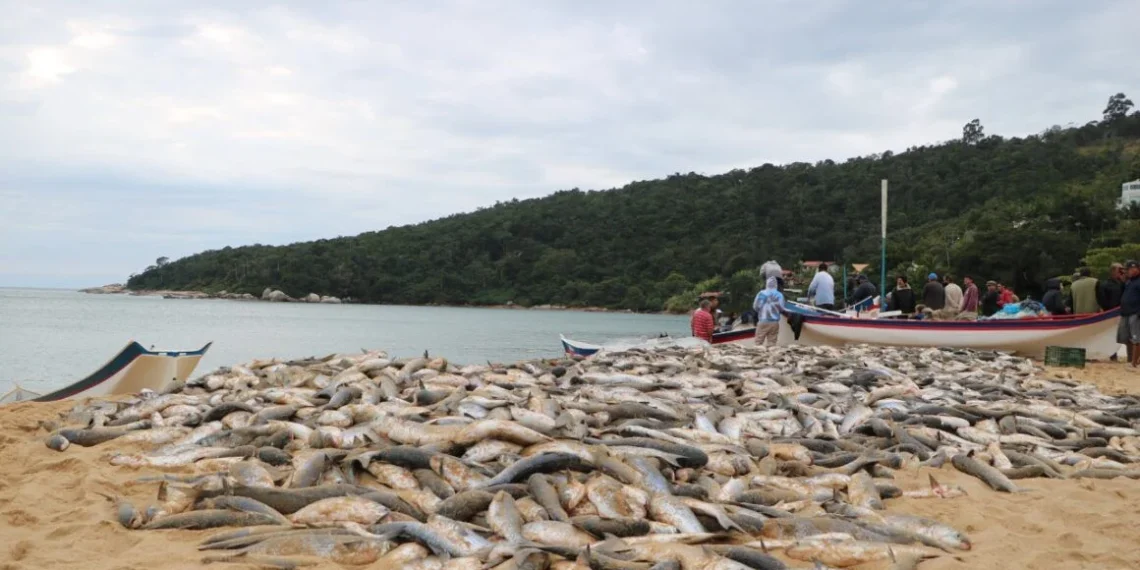 Proibição do Arrasto da Tainha em SC: Pescadores e Prefeituras Rebatem Governo Federal e Pedem Revisão Urgente