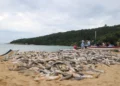 Proibição do Arrasto da Tainha em SC: Pescadores e Prefeituras Rebatem Governo Federal e Pedem Revisão Urgente