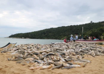 Proibição do Arrasto da Tainha em SC: Pescadores e Prefeituras Rebatem Governo Federal e Pedem Revisão Urgente