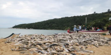 Proibição do Arrasto da Tainha em SC: Pescadores e Prefeituras Rebatem Governo Federal e Pedem Revisão Urgente