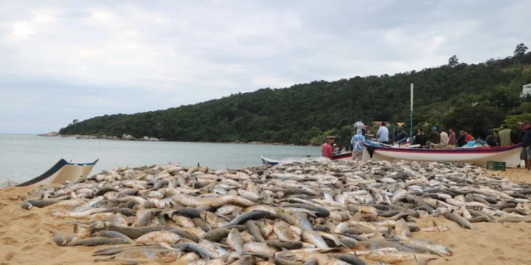 Proibição do Arrasto da Tainha em SC: Pescadores e Prefeituras Rebatem Governo Federal e Pedem Revisão Urgente
