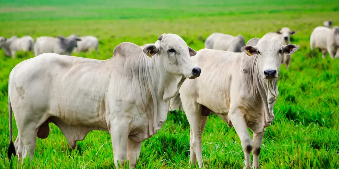 Furto de Gado em SC: Crimes Rurais Caem 9%, Mas Roubo de Animais Continua Sendo o Principal Alerta para Produtores