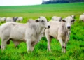 Furto de Gado em SC: Crimes Rurais Caem 9%, Mas Roubo de Animais Continua Sendo o Principal Alerta para Produtores